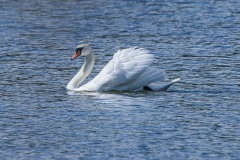 Höckerschwan