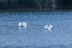 Höckerschwan