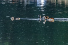 Nilgans