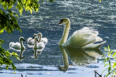 Höckerschwan