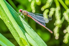 Adonislibelle