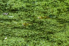 Teichfrosch