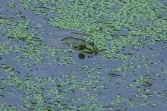 Teichfrosch