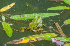 Teichfrosch