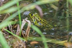 Teichfrosch