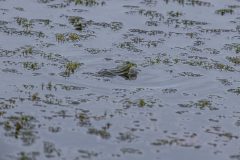 Teichfrosch