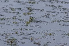 Teichfrosch