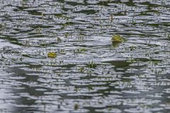 Teichfrosch