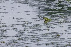 Teichfrosch