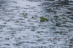 Teichfrosch