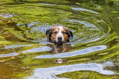 Haushund