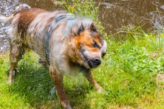 Haushund