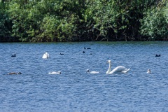 Höckerschwan