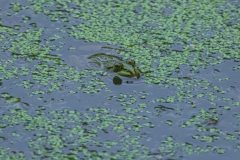 Teichfrosch