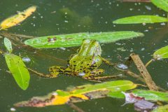 Teichfrosch