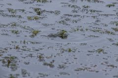Teichfrosch