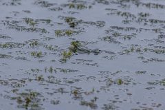 Teichfrosch