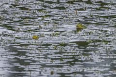 Teichfrosch