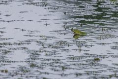 Teichfrosch
