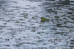Teichfrosch