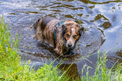 Haushund