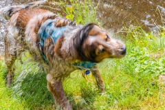 Haushund