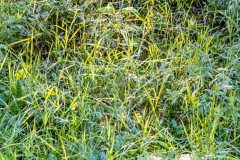 Wald