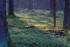 Wald