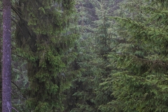 Wald
