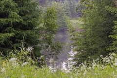 Wald