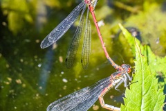 Adonislibelle