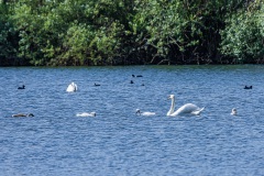Höckerschwan