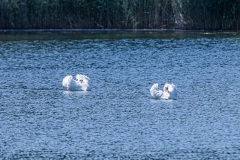 Höckerschwan