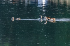 Nilgans