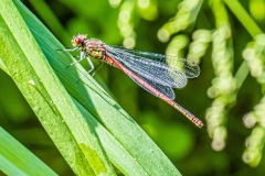 Adonislibelle