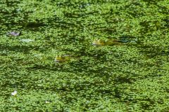 Teichfrosch
