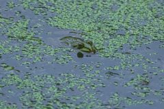 Teichfrosch