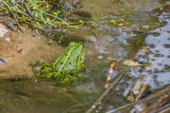 Teichfrosch