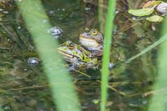 Teichfrosch