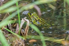 Teichfrosch