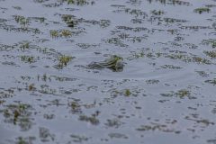 Teichfrosch