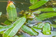 Teichfrosch
