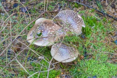 Wald
