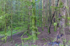 Wald