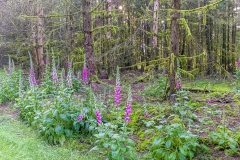 Wald Fingerhut