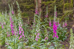Wald Fingerhut