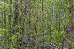 Wald