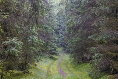 Wald