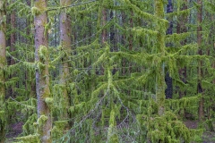 Wald