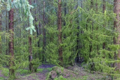 Wald